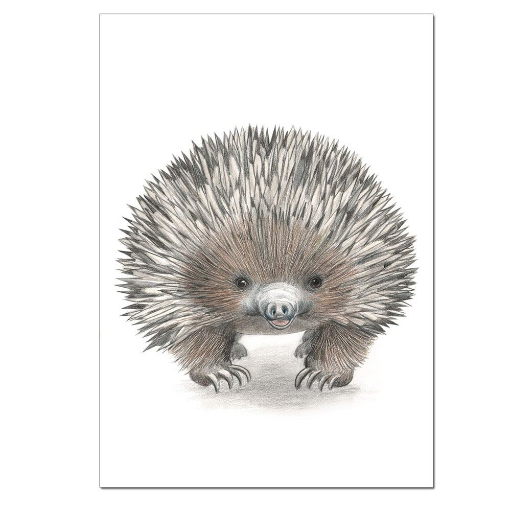 Australian Animal Print Series