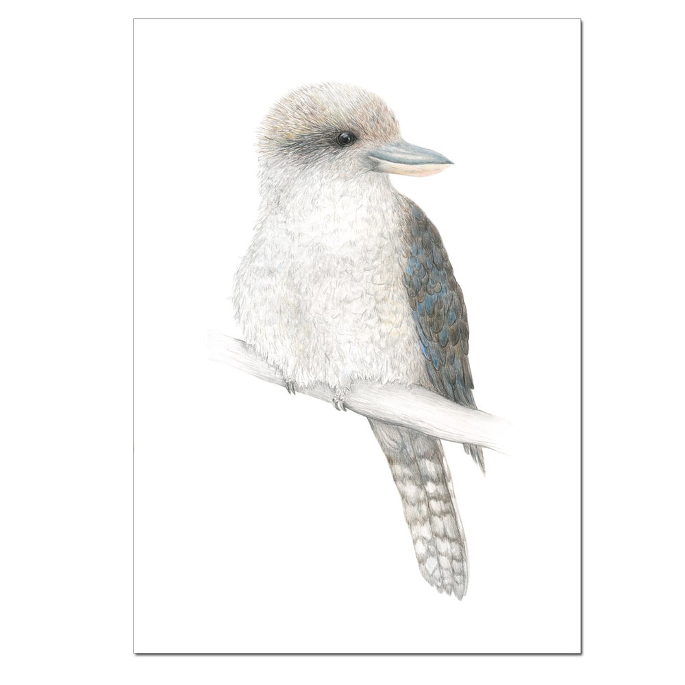 Australian Animal Print Series